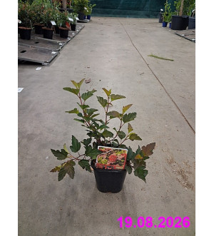Physocarpus opulifolius 'Diable d'Or'® C 1,4 L